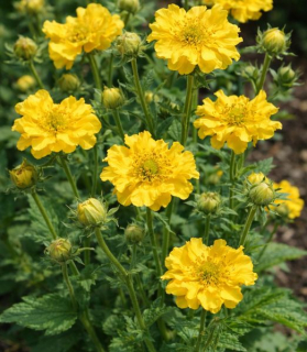 Geum chiloense 'Goldball'